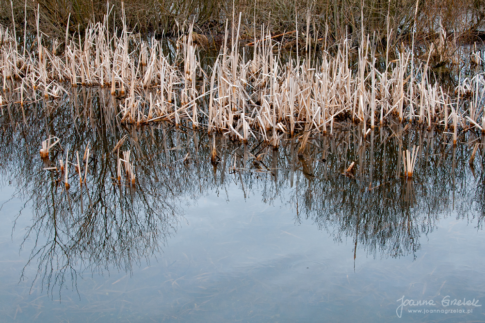 015_Biebrza - kwiecien 2013.jpg
